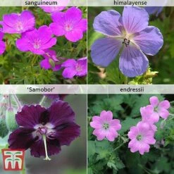 Hardy Geranium Collection