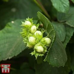 Truffle Tree - Hazel Kentish Cob -Garden Supplies Sale haze kent3