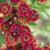 Helenium Autumnale 'Red Shades'