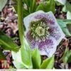 Hellebore 'Hello White'