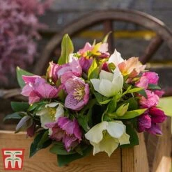 Hellebore X Hybridus 'Mixed' -Garden Supplies Sale helle3