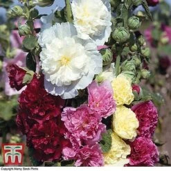 Everlasting Perennial Collection -Garden Supplies Sale hollyhock chatersmixed3