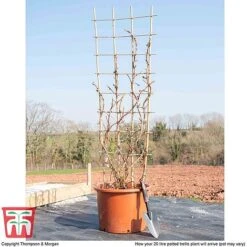 Hydrangea Petiolaris 9 Hydrangea Petiolaris -Garden Supplies Sale hyd pet1