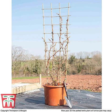 Hydrangea Petiolaris 4 Hydrangea Petiolaris - Image 4