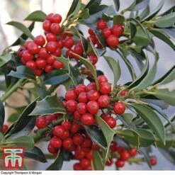 Holly 'Green Alaska' -Garden Supplies Sale ilex gree a
