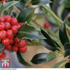 Holly 'Green Alaska' -Garden Supplies Sale ilex gree c