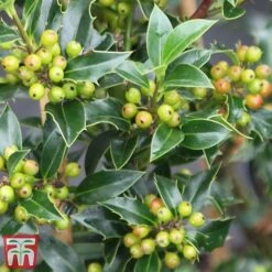 Holly 'Green Alaska' -Garden Supplies Sale ilex gree f