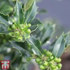 Holly 'Green Alaska' -Garden Supplies Sale ilex green e