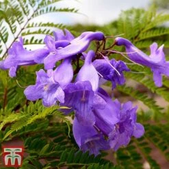 Jacaranda 'Bonsai Blue' 6 Jacaranda 'Bonsai Blue' -Garden Supplies Sale jaca bons