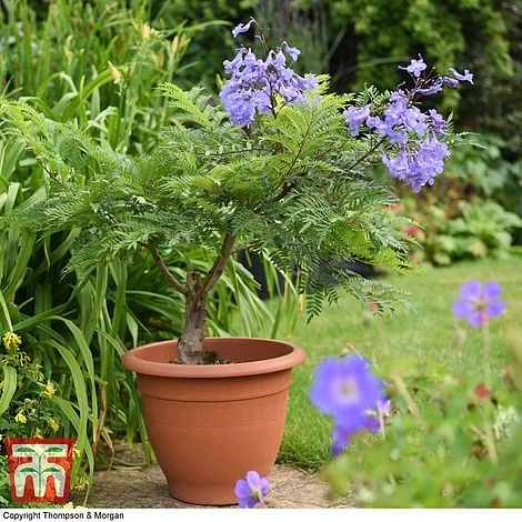 Jacaranda 'Bonsai Blue' 1 Jacaranda 'Bonsai Blue'