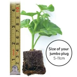 Begonia 'Fragrant Falls Improved™ - Apricot Delight' -Garden Supplies Sale jumboplugsize80