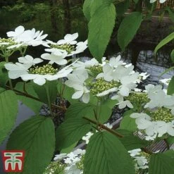 Viburnum Plicatum F. Tomentosum 'Kilimanjaro' -Garden Supplies Sale kili