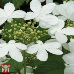 Viburnum Plicatum F. Tomentosum 'Kilimanjaro' -Garden Supplies Sale kili2