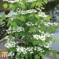 Viburnum Plicatum F. Tomentosum 'Kilimanjaro' -Garden Supplies Sale kili3