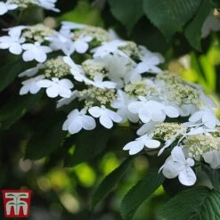 Viburnum Plicatum F. Tomentosum 'Kilimanjaro' -Garden Supplies Sale kili4