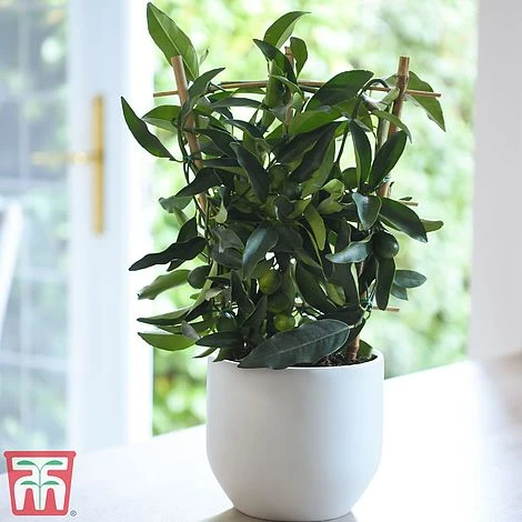 Kumquat - Citrus 2 Kumquat - Citrus - Image 2