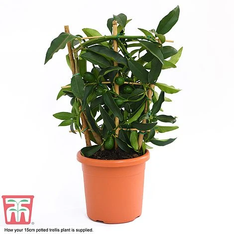 Kumquat - Citrus 4 Kumquat - Citrus - Image 4