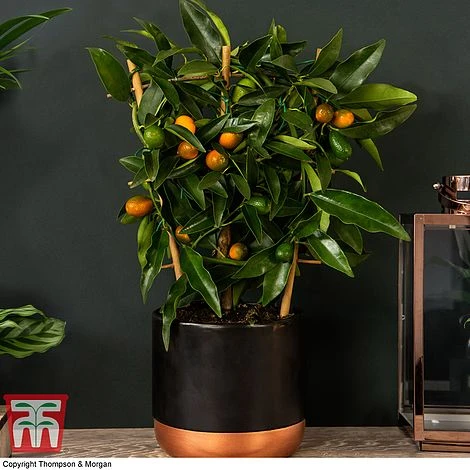 Kumquat - Citrus 1 Kumquat - Citrus