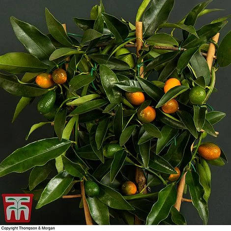 Kumquat - Citrus 3 Kumquat - Citrus - Image 3