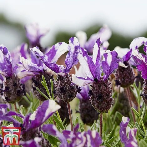 Lavender 'Twin Summer' (Butterfly Garden) 2 Lavender 'Twin Summer' (Butterfly Garden) - Image 2