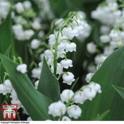 Everlasting Perennial Collection -Garden Supplies Sale lily of the vally3