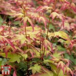 Acer Palmatum 'Little Princess'