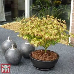 Acer Palmatum 'Little Princess' -Garden Supplies Sale littleprin3