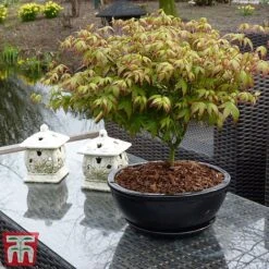 Acer Palmatum 'Little Princess' -Garden Supplies Sale littleprin4