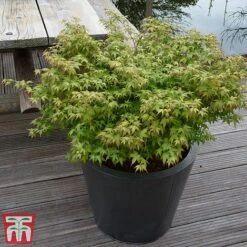 Acer Palmatum 'Little Princess' -Garden Supplies Sale littleprin6