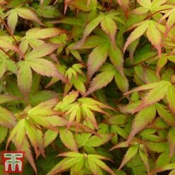 Acer Palmatum 'Little Princess' -Garden Supplies Sale littleprin7