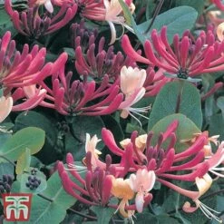 Honeysuckle 'Dart's World' -Garden Supplies Sale loni darts2