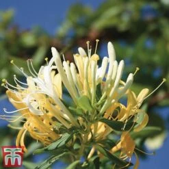 Honeysuckle 'Halliana' - Trellis -Garden Supplies Sale loni halli2