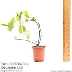 Honeysuckle 'Dart's World' -Garden Supplies Sale lonice