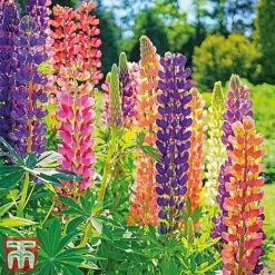 Everlasting Perennial Collection -Garden Supplies Sale lupin russell13