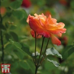 Rose 'Climbing Masquerade' -Garden Supplies Sale masq2