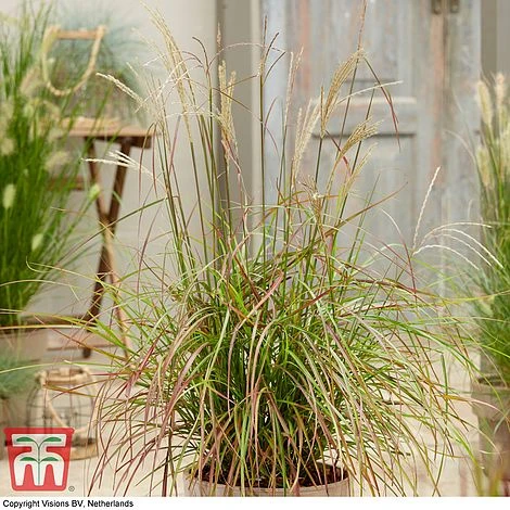 Miscanthus Sinensis 'Ruby Cute' 1 Miscanthus Sinensis 'Ruby Cute'