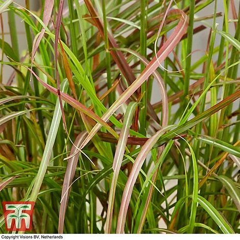 Miscanthus Sinensis 'Ruby Cute' 2 Miscanthus Sinensis 'Ruby Cute' - Image 2