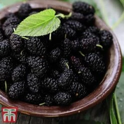 Mulberry 'Charlotte Russe' (Mojo Berry) 10 Mulberry 'Charlotte Russe' (Mojo Berry) -Garden Supplies Sale mulb