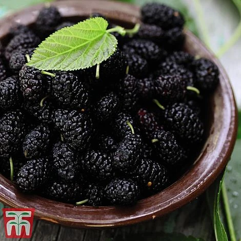 Mulberry 'Charlotte Russe' (Mojo Berry) 3 Mulberry 'Charlotte Russe' (Mojo Berry) - Image 3