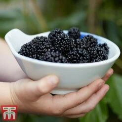 Mulberry 'Charlotte Russe' (Mojo Berry) 12 Mulberry 'Charlotte Russe' (Mojo Berry) -Garden Supplies Sale mulberry mojo 3