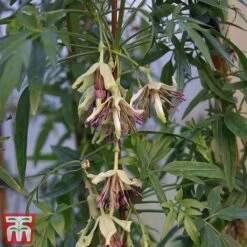 Clematis Napaulensis -Garden Supplies Sale napal