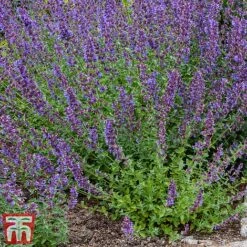 Nepeta Racemosa 'Walkers Low' -Garden Supplies Sale nepe2