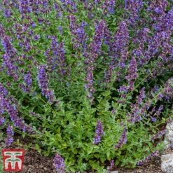 Nepeta Racemosa 'Walkers Low' -Garden Supplies Sale nepe3