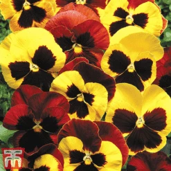 Pansy 'Autumn Blaze Mixed' (Garden Ready)