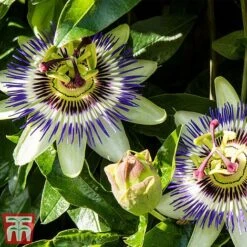 Passiflora Caerulea -Garden Supplies Sale pass caer