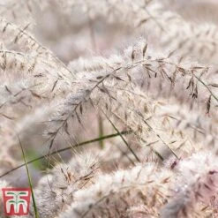 Pennisetum Orientale 'Dance With Me' -Garden Supplies Sale penn dance3