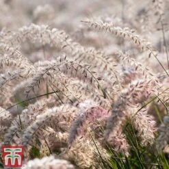 Pennisetum Orientale 'Dance With Me' -Garden Supplies Sale penn dance4