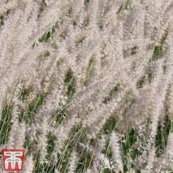 Pennisetum Orientale 'Dance With Me' -Garden Supplies Sale penn dance5