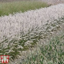 Pennisetum Orientale 'Dance With Me' -Garden Supplies Sale penn dance7