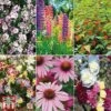 Bare Root Perennial Collection